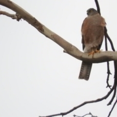 Accipiter cirrocephalus at Bemboka, NSW - 3 Apr 2016