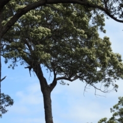 Corymbia gummifera (Red Bloodwood) at Merimbula, NSW - 3 Apr 2016 by ArcherCallaway