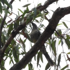 Corymbia gummifera at Merimbula, NSW - 3 Apr 2016