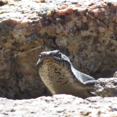 Egernia saxatilis (Black Rock Skink) at Tennent, ACT - 28 Mar 2016 by JohnBundock