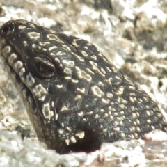 Egernia saxatilis at Tennent, ACT - 29 Mar 2016