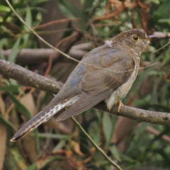 Cacomantis flabelliformis (Fan-tailed Cuckoo) at Paddys River, ACT - 24 Mar 2016 by JohnBundock