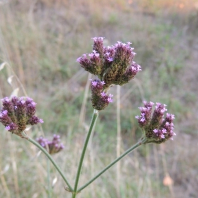 Verbena incompta (Purpletop) at Theodore, ACT - 2 Apr 2016 by MichaelBedingfield