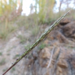 Bothriochloa macra (Red Grass, Red-leg Grass) at Tuggeranong Hill - 2 Apr 2016 by michaelb