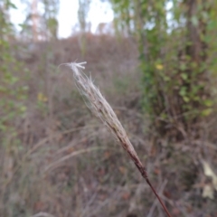 Bothriochloa macra at Theodore, ACT - 2 Apr 2016 07:09 PM