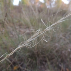 Austrostipa scabra subsp. falcata (Rough Spear-grass) at Theodore, ACT - 2 Apr 2016 by MichaelBedingfield