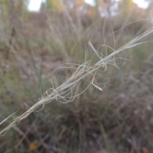 Austrostipa scabra subsp. falcata at Theodore, ACT - 2 Apr 2016