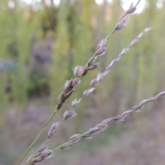 Digitaria brownii (Cotton Panic Grass) at Theodore, ACT - 2 Apr 2016 by michaelb