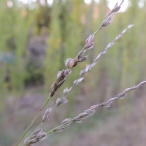 Digitaria brownii at Theodore, ACT - 2 Apr 2016