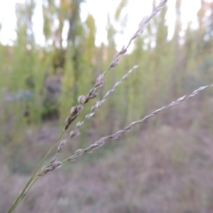 Digitaria brownii at Theodore, ACT - 2 Apr 2016