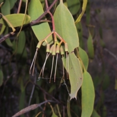 Amyema miquelii (Box Mistletoe) at Theodore, ACT - 2 Apr 2016 by MichaelBedingfield