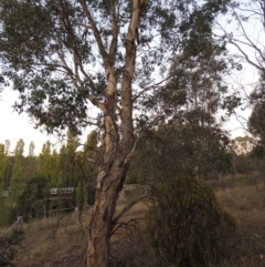 Amyema miquelii at Theodore, ACT - 2 Apr 2016 07:27 PM