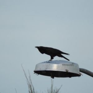 Corvus coronoides at Fadden, ACT - 7 Apr 2016