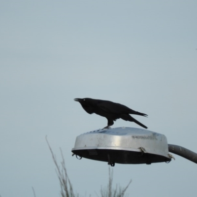 Corvus coronoides (Australian Raven) at Fadden, ACT - 7 Apr 2016 by RyuCallaway