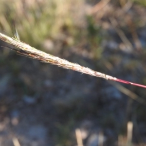 Bothriochloa macra at Fadden, ACT - 9 Apr 2016 09:46 AM