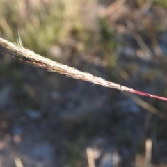 Bothriochloa macra (Red Grass, Red-leg Grass) at Fadden, ACT - 8 Apr 2016 by RyuCallaway