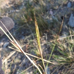 Bothriochloa macra at Fadden, ACT - 9 Apr 2016 09:46 AM