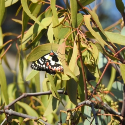 Delias aganippe (Spotted Jezebel) at Fadden, ACT - 9 Apr 2016 by ArcherCallaway