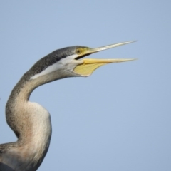 Anhinga novaehollandiae (Australasian Darter) at Fyshwick, ACT - 31 Dec 2015 by RyuCallaway