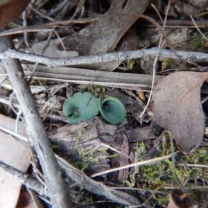 Corysanthes hispida at Undefined Area - suppressed