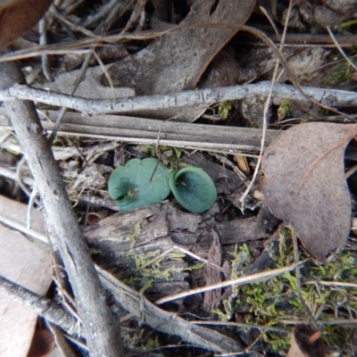 Corysanthes hispida (Bristly Helmet Orchid) at Point 4081 - 8 Apr 2016 by CathB