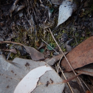 Corysanthes hispida at Undefined Area - suppressed