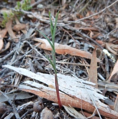 Bunochilus umbrinus (Broad-sepaled Leafy Greenhood) at Aranda Bushland - 8 Apr 2016 by CathB