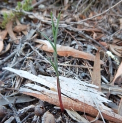 Bunochilus umbrinus (Broad-sepaled Leafy Greenhood) at Aranda, ACT - 8 Apr 2016 by CathB