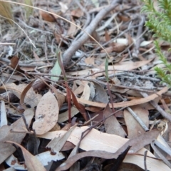 Bunochilus umbrinus (ACT) = Pterostylis umbrina (NSW) at suppressed - suppressed