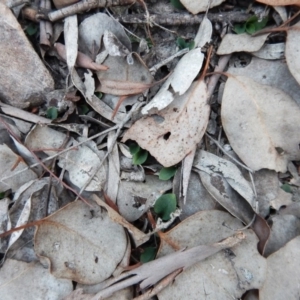 Pterostylis pedunculata at Belconnen, ACT - suppressed