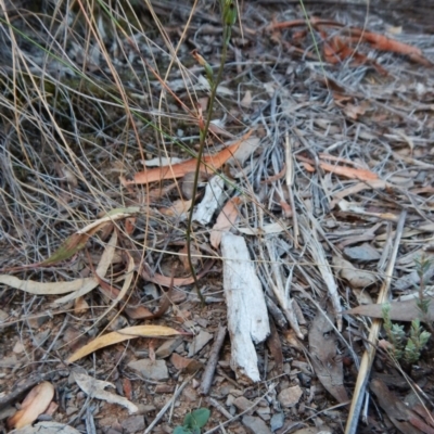 Speculantha rubescens (Blushing Tiny Greenhood) at Aranda Bushland - 8 Apr 2016 by CathB