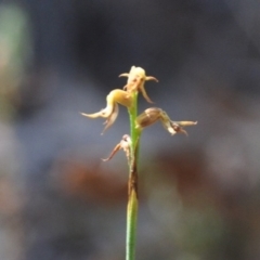 Corunastylis cornuta (Horned Midge Orchid) at Mount Jerrabomberra - 8 Apr 2016 by MattM