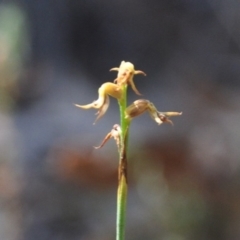 Corunastylis cornuta (Horned Midge Orchid) at Jerrabomberra, NSW - 9 Apr 2016 by MattM