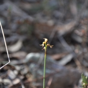 Corunastylis cornuta at Jerrabomberra, NSW - 9 Apr 2016