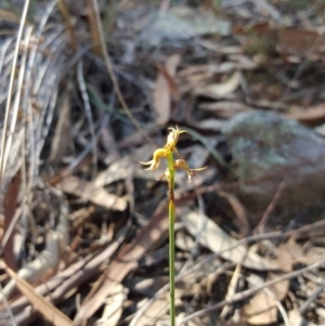 Corunastylis cornuta at Jerrabomberra, NSW - 9 Apr 2016