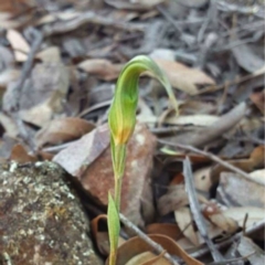 Diplodium ampliatum (Large Autumn Greenhood) at Jerrabomberra, NSW - 8 Apr 2016 by MattM