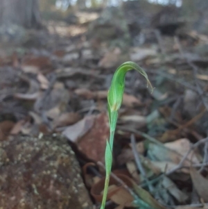 Diplodium ampliatum at Jerrabomberra, NSW - 9 Apr 2016