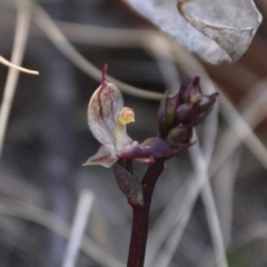 Acianthus exsertus (Large Mosquito Orchid) at Acton, ACT - 8 Apr 2016 by MattM
