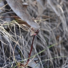 Acianthus exsertus at Acton, ACT - 9 Apr 2016