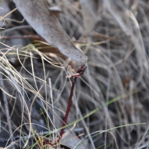 Acianthus exsertus at Acton, ACT - 9 Apr 2016