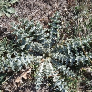 Carduus nutans at Isaacs, ACT - 9 Apr 2016