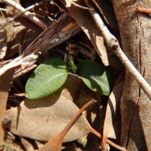 Pterostylis pedunculata at Cook, ACT - 9 Apr 2016