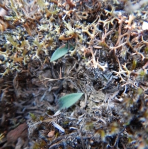 Glossodia major at Aranda, ACT - 8 Apr 2016