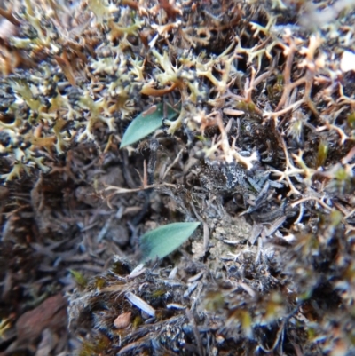 Glossodia major (Wax Lip Orchid) at Aranda, ACT - 8 Apr 2016 by CathB