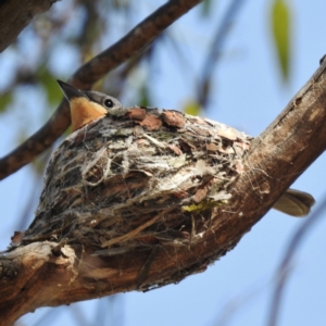 Myiagra rubecula at Kambah, ACT - 26 Nov 2015