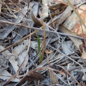 Diuris nigromontana at Cook, ACT - 9 Apr 2016