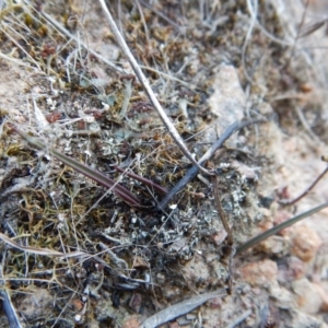 Thelymitra nuda at Cook, ACT - 9 Apr 2016