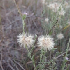 Vittadinia cuneata var. cuneata (Fuzzy New Holland Daisy) at Theodore, ACT - 2 Apr 2016 by MichaelBedingfield