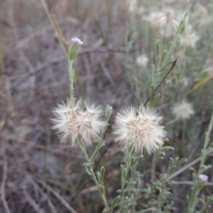 Vittadinia cuneata var. cuneata at Theodore, ACT - 2 Apr 2016 07:29 PM