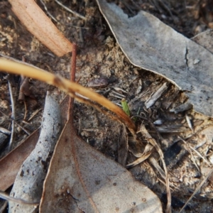 Diuris nigromontana at Cook, ACT - suppressed